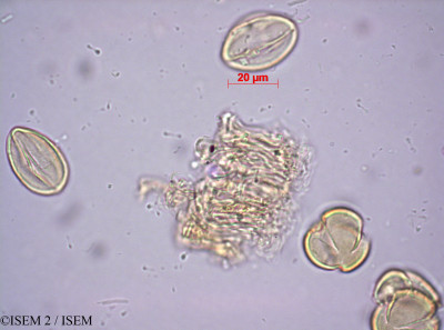 ISEM 2/Cotyledon_racemosa_27199/Cotyledon_racemosa_27199_0001(copy)_thumb.jpg